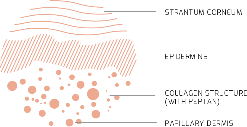 Skin diagram