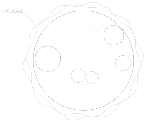 Liposome