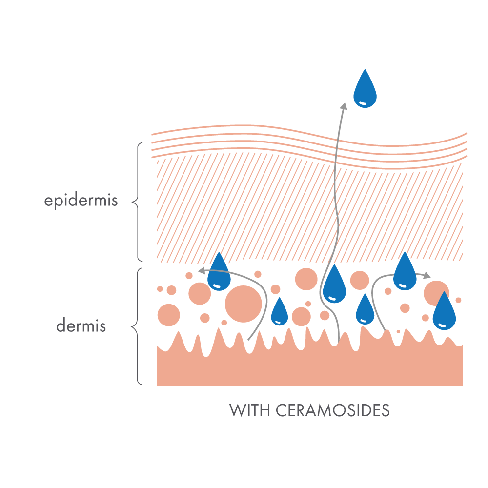 With Ceramosides
